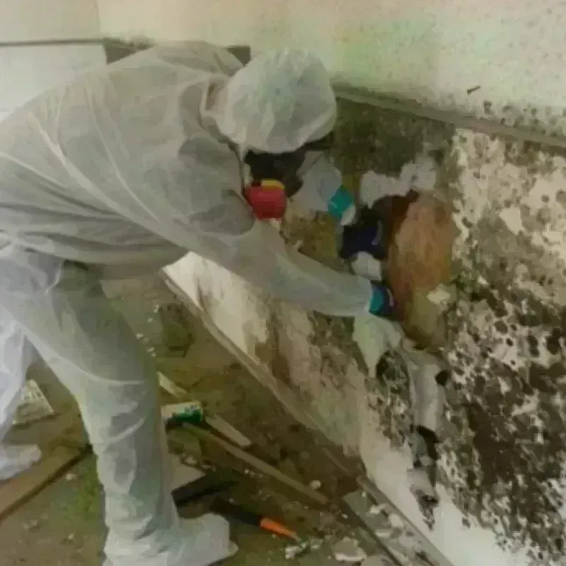 Mold Remediation and Removal in Conrad, MT